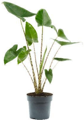 Αλοκάσια Alocasia Zebrina Xl