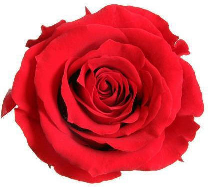 Τριαντάφυλλο Forever Rose Queen Τριαντάφυλλο Forever Rose Queen
