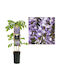 "γλυτσινα Aromatică" Wisteria Sinensis Prolific