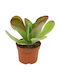 Καλαγχόη Kalanchoe Thyrsiflora
