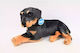 Dubi Plüschhund 47 cm