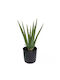 Aloe Plant 11Lvs Pot L:17xh:36cm 6pcs