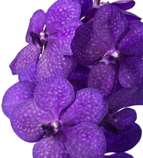 Vanda Hybriden Special Tayanee Blue In Hanging Pot