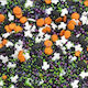 Sprinklicious Γυαλιστερό Halloween Τρομακτικομίξ 1κ E171 Free