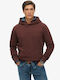 Micro Sweatshirt mit Kapuze Brown
