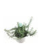 "δενδρολίβανο Έρπων" Rosmarinus Officinalis Prostratus