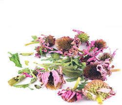 Herbstore Echinacea Herbstore Echinacea