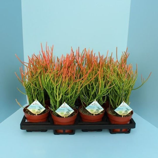 "εφόρβια Μολυβόδενδρο" Euphorbia Tirucalli "εφόρβια Μολυβόδενδρο" Euphorbia Tirucalli