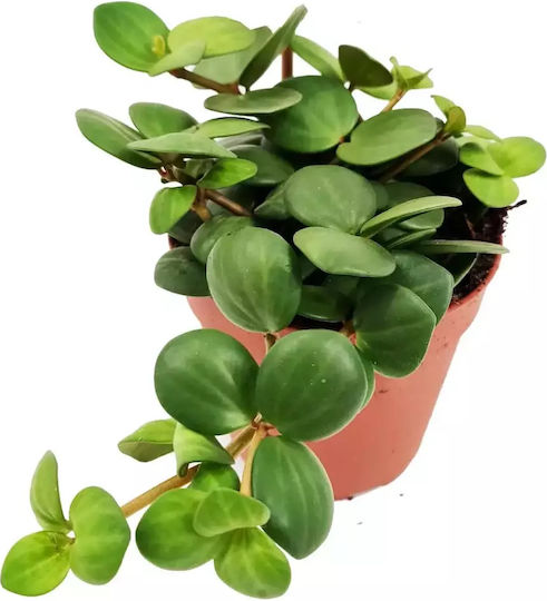Peperomia Tetraphylla Hope