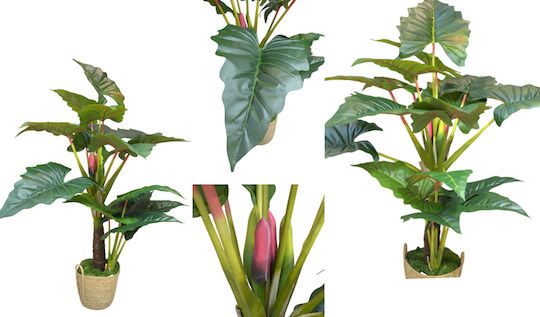 Alocasia With Real Texture Without Pot 155cm 0516211