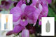 Gerakis Gerakis Aromatisches Öl Orchidee 200ml ...