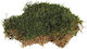 Real Moss Decorative Grass
