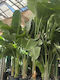 Strelitzia Nicolai Weiß