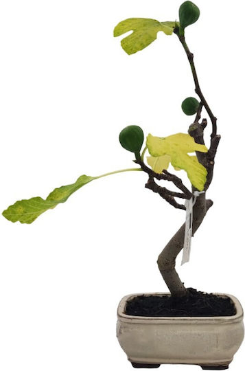 Μπονσάι Συκιά "ficus Carica"