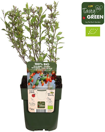 "Goji Berry" Lycium Barbarum Princess Tao Bio
