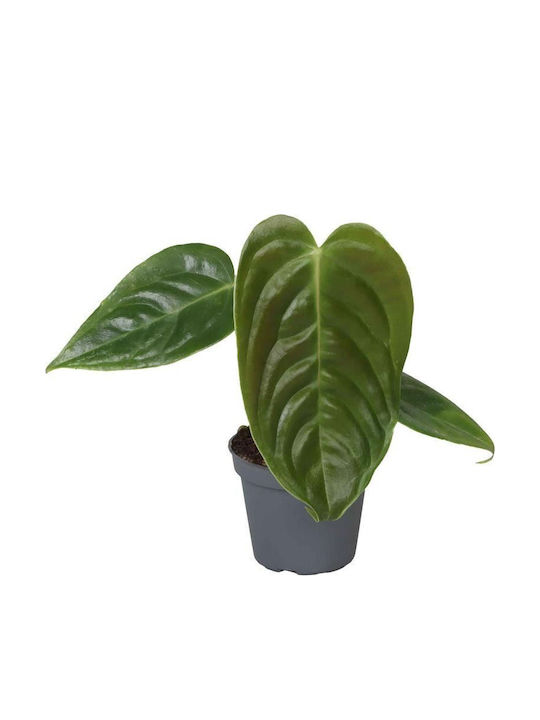 Ανθούριο Anthurium Clarinervium Veitchii Ανθούριο Anthurium Clarinervium Veitchii