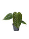 Хвощ (Anthurium) Anthurium Clarinervium Veitchii