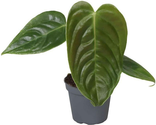 Ανθούριο Anthurium Clarinervium Veitchii