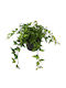 Ivy Hedera Helix Minunea Verde