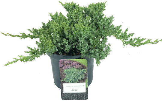 Juniperus Procumbens Nana Juniper