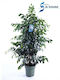 Φίκος Ficus Benjamina Danielle Xxl