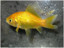 Χρυσόψαρο Yellow Comet 5-8cm