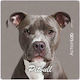Μαγνητάκι Ψυγείου Action Lab Pitbull
