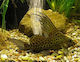 Pești De Acvariu Vii Lf African Catfish Synodontis Eupterus Featherfin Catfish Xl 20-21cm