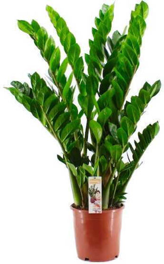 Oem Ζάμια Ή Ζαμιοκούλκας Zamioculcas Zamiifolia 4 Lt 80/90