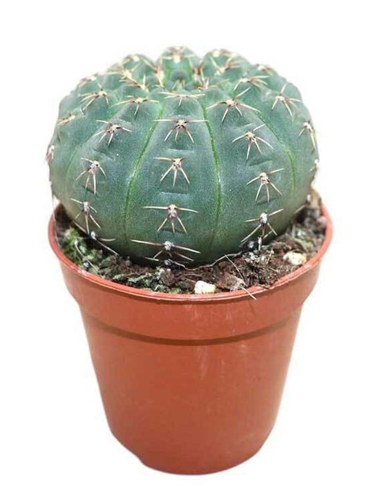 Gymnocalycium Quelianum 5.5cm