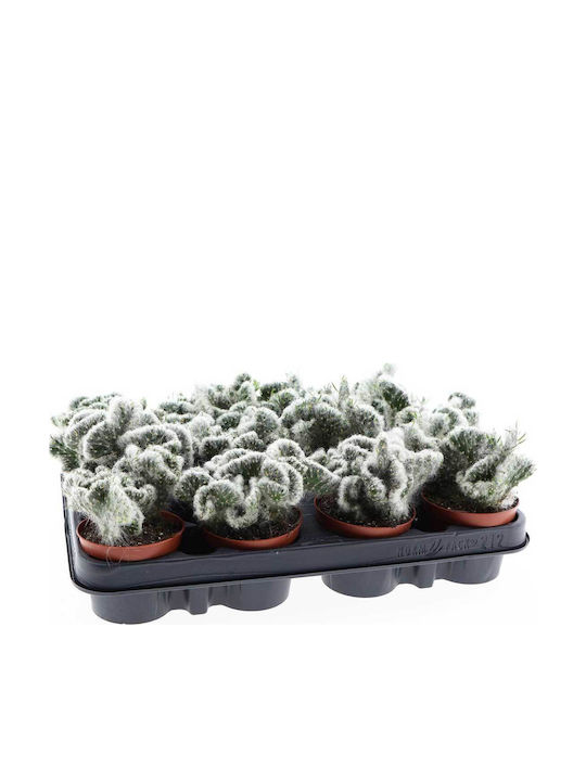 Opuntia Vestita Cristata 8.5cm