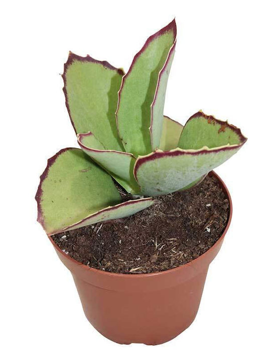 Kalanchoe Synsepala 8,5 cm