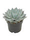 Echeveria aquila 13cm