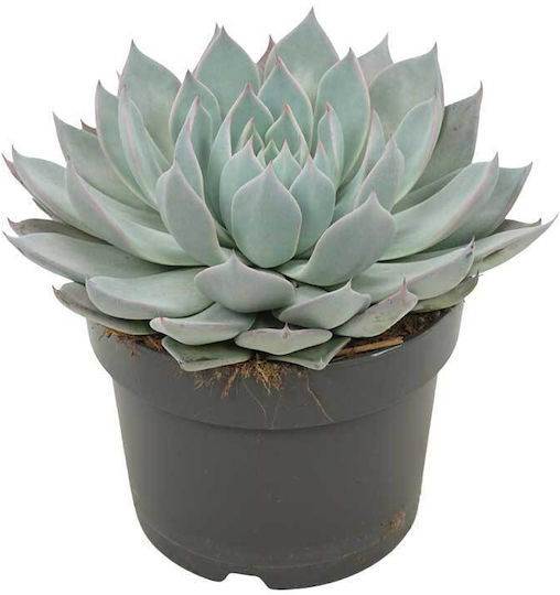 Echeveria aquila 13cm