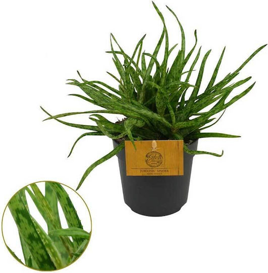 Aloe 'spider' 10.5cm