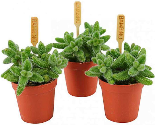 Delosperma Echinatum 5.5cm