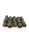 Euphorbia Obesa 5.5cm