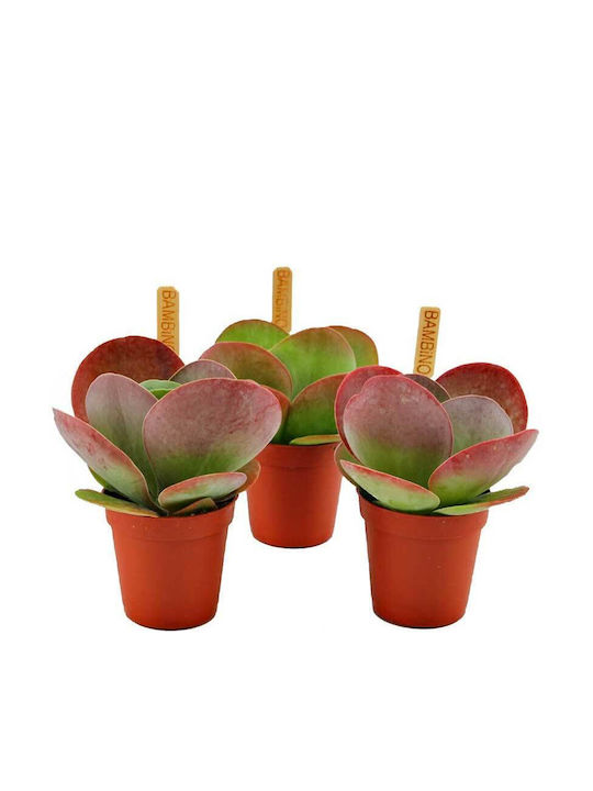 Kalanchoe Thyrsiflora 5,5 cm