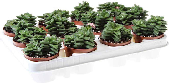 Crassula 'springtime' 8.5cm