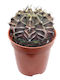 Gymnocalycium Friedrichii 5,5 cm
