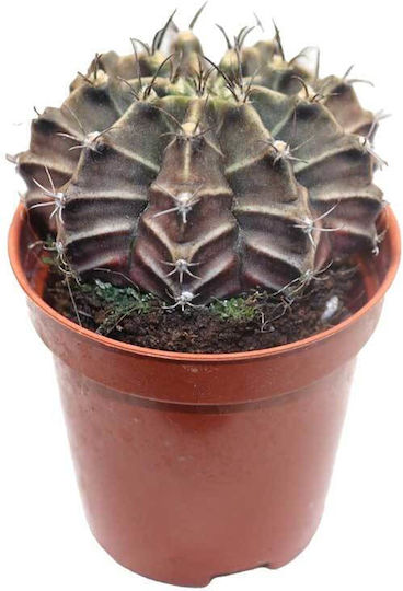 Gymnocalycium Friedrichii 5.5cm