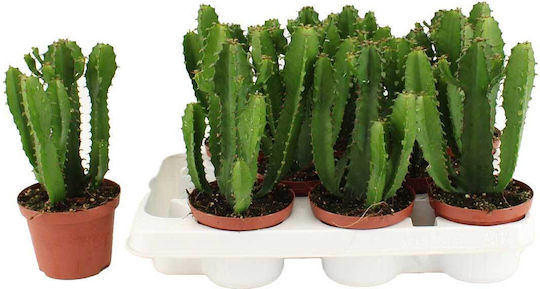 Euphorbia Triangularis 10,5cm