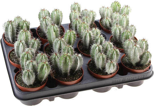Polaskia Chichipe 8.5cm