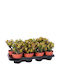 Crassula Ovata 'minor' 12cm