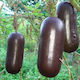 Tropical Cucumber Cassabanana 5 Seeds