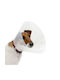 Zoopark Protective Elizabethan Dog Collar L 12-14cm