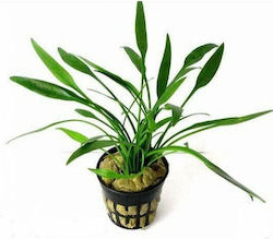 Cryptocoryne Nevilli