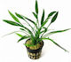 Cryptocoryne Nevilli
