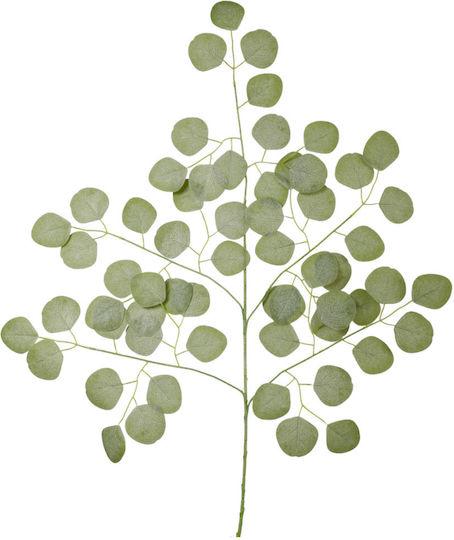 Eukalyptus Zweigstelle 55cm A34600