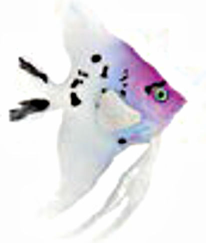 Ad Glowing Scalare Tip108 Diverse